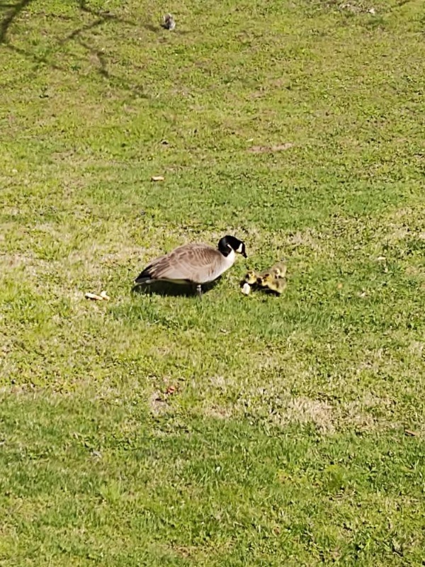 Quality Inn Cherokee image 24